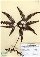 藏品(芒萁)的圖片